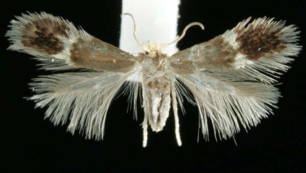 Stigmella hemargyrella Stigmella hemargyrella
