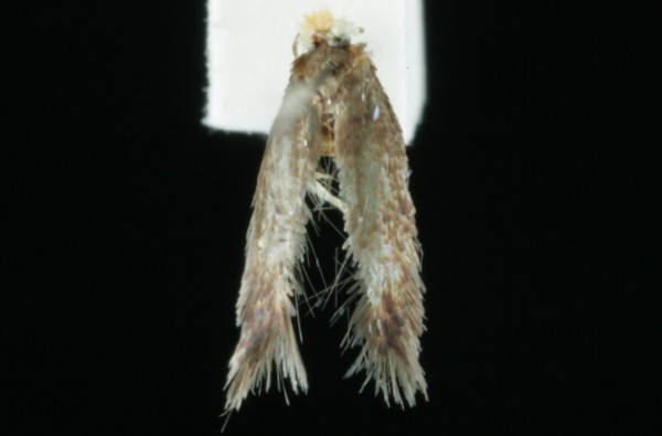 Stigmella svenssoni Stigmella svenssoni
