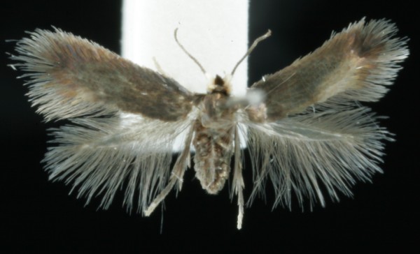 Stigmella atricapitella