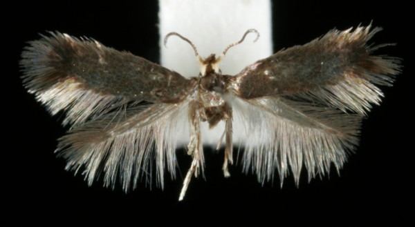 Stigmella atricapitella Stigmella atricapitella