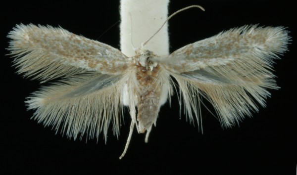 Trifurcula immundella Trifurcula immundella