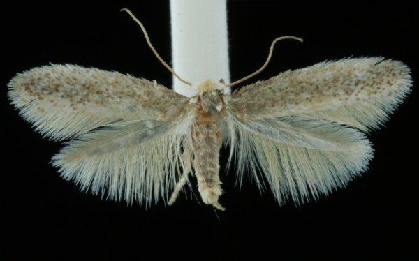 Trifurcula squamatella Trifurcula squamatella