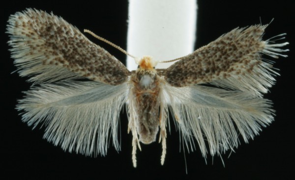 Bohemannia pulverosella Bohemannia pulverosella
