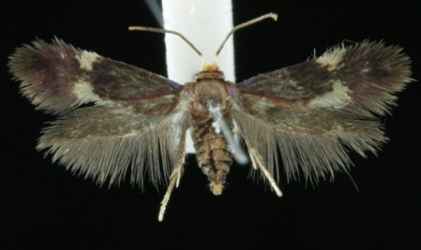 Bohemannia quadrimaculella