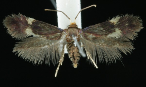 Bohemannia quadrimaculella Bohemannia quadrimaculella