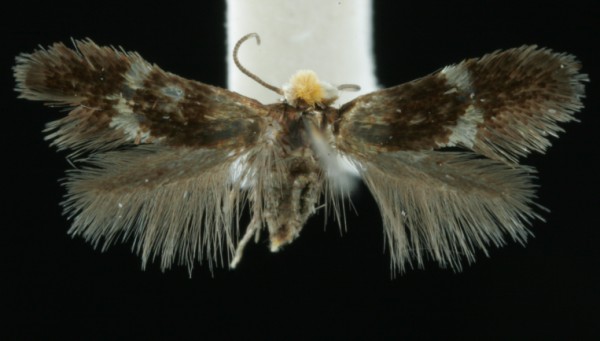 Bohemannia auriciliella Bohemannia auriciliella