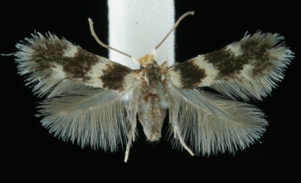 Etaina sericopeza Etaina sericopeza