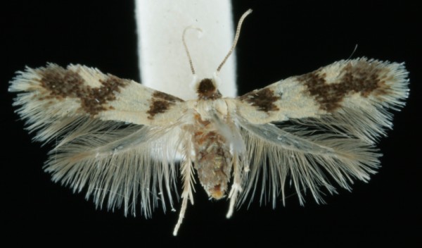 Etaina decentella Etaina decentella