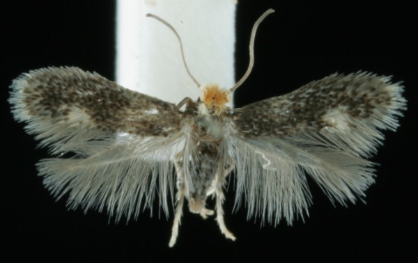 Fomoria septembrella Fomoria septembrella