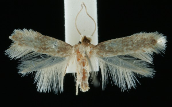 Zimmermannia longicaudella Zimmermannia longicaudella
