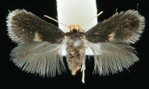 Ectoedemia intimella Ectoedemia intimella