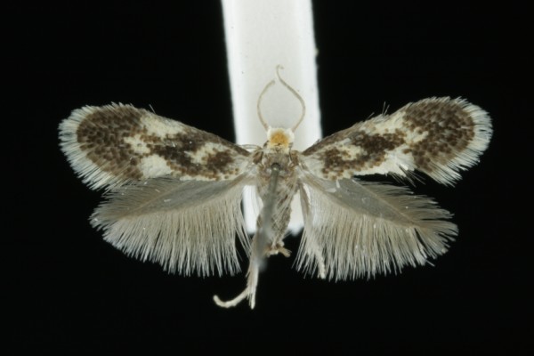 Ectoedemia hannoverella Ectoedemia hannoverella