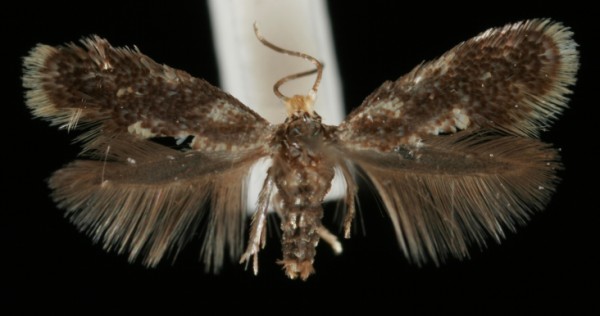 Ectoedemia hannoverella Ectoedemia hannoverella