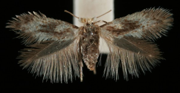 Ectoedemia hannoverella Ectoedemia hannoverella