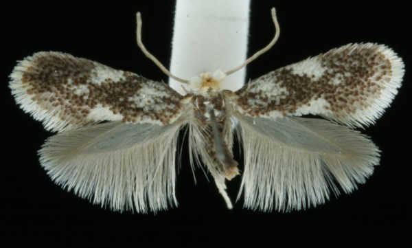 Ectoedemia turbidella