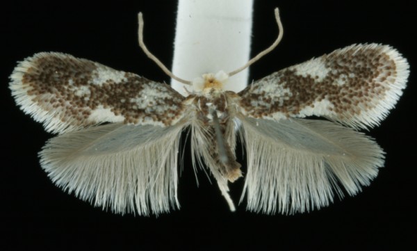 Ectoedemia turbidella Ectoedemia turbidella