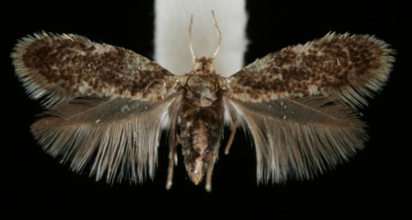 Ectoedemia turbidella Ectoedemia turbidella