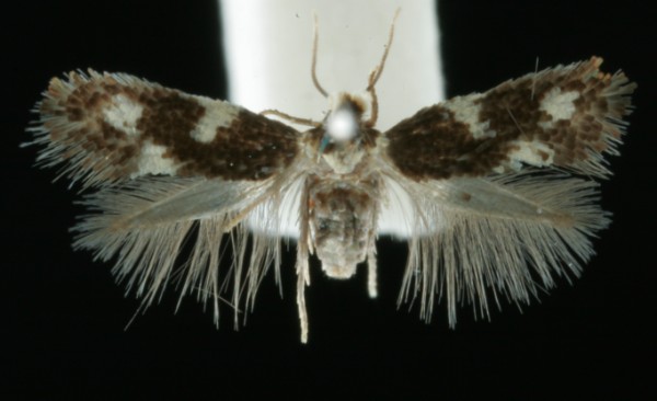 Ectoedemia quinquella Ectoedemia quinquella
