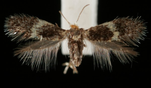 Ectoedemia albifasciella Ectoedemia albifasciella