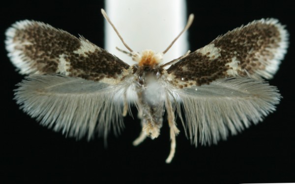 Ectoedemia subbimaculella Ectoedemia subbimaculella