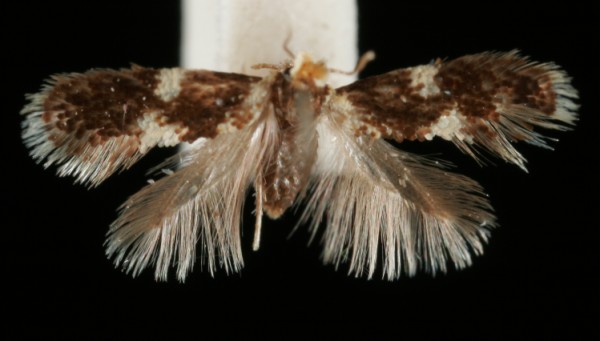Ectoedemia subbimaculella Ectoedemia subbimaculella