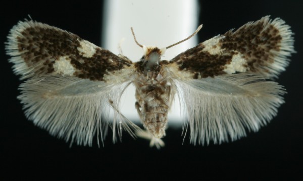 Ectoedemia heringi Ectoedemia heringi