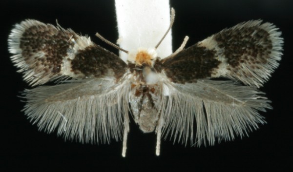Ectoedemia atricollis Ectoedemia atricollis