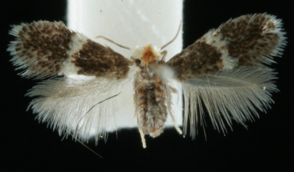 Ectoedemia spinosella Ectoedemia spinosella