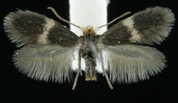 Ectoedemia occultella Ectoedemia occultella