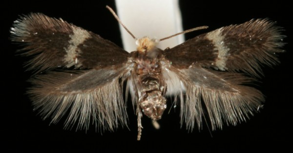 Ectoedemia occultella Ectoedemia occultella