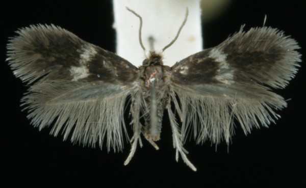 Ectoedemia minimella Ectoedemia minimella