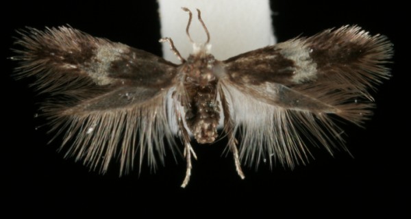 Ectoedemia minimella Ectoedemia minimella