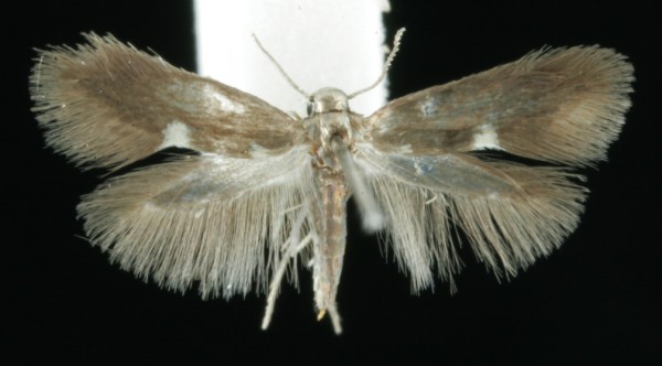 Heliozela resplendella Heliozela resplendella