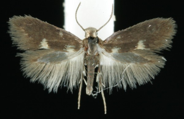 Heliozela resplendella Heliozela resplendella