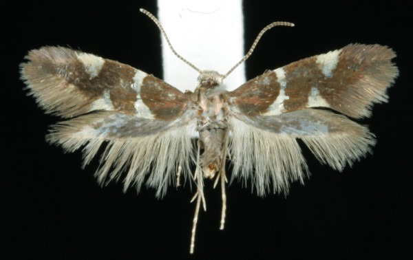 Antispila metallella Antispila metallella