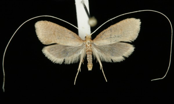Nematopogon metaxella Nematopogon metaxella