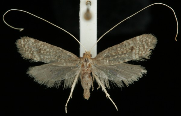 Nematopogon robertella Nematopogon robertella