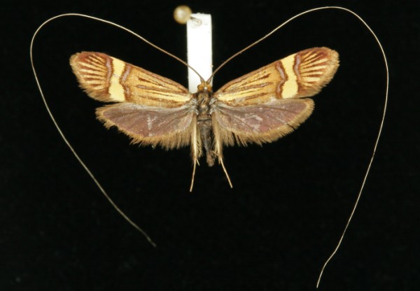Nemophora degeerella Nemophora degeerella