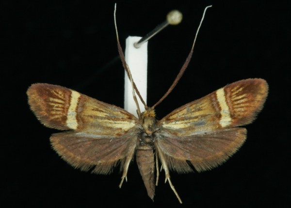 Nemophora degeerella Nemophora degeerella