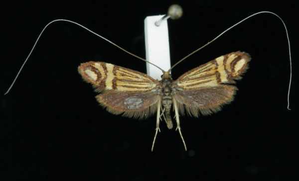 Nemophora ochsenheimerella Nemophora ochsenheimerella