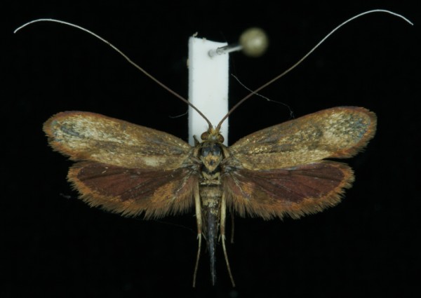 Nemophora metallica Nemophora metallica
