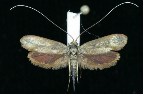 Nemophora metallica Nemophora metallica