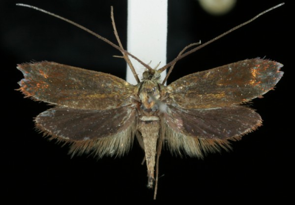 Nemophora cupriacella Nemophora cupriacella