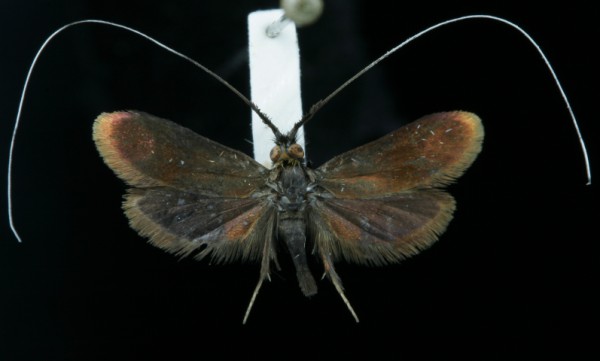 Nemophora violellus Nemophora violellus