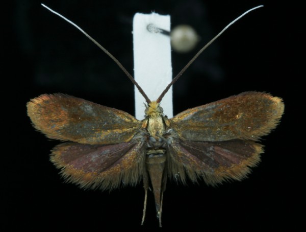 Nemophora violellus Nemophora violellus