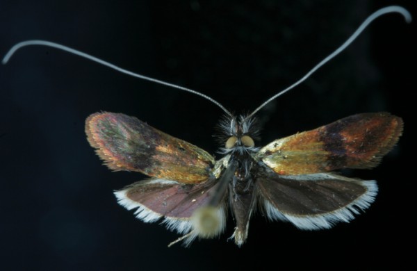 Nemophora fasciella Nemophora fasciella
