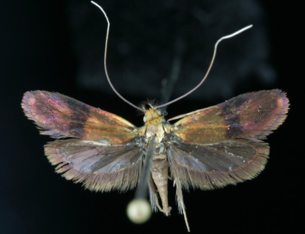 Nemophora fasciella Nemophora fasciella