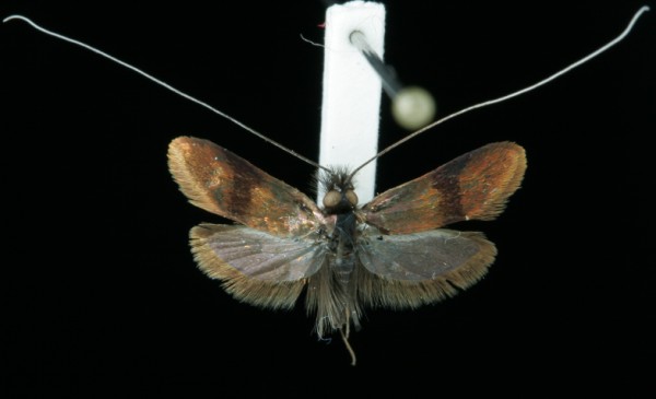 Nemophora minimella Nemophora minimella