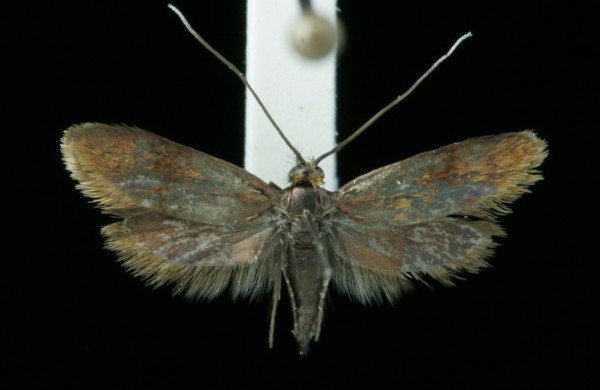 Nemophora minimella Nemophora minimella