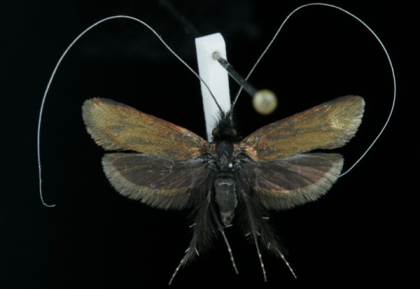 Adela reaumurella Adela reaumurella